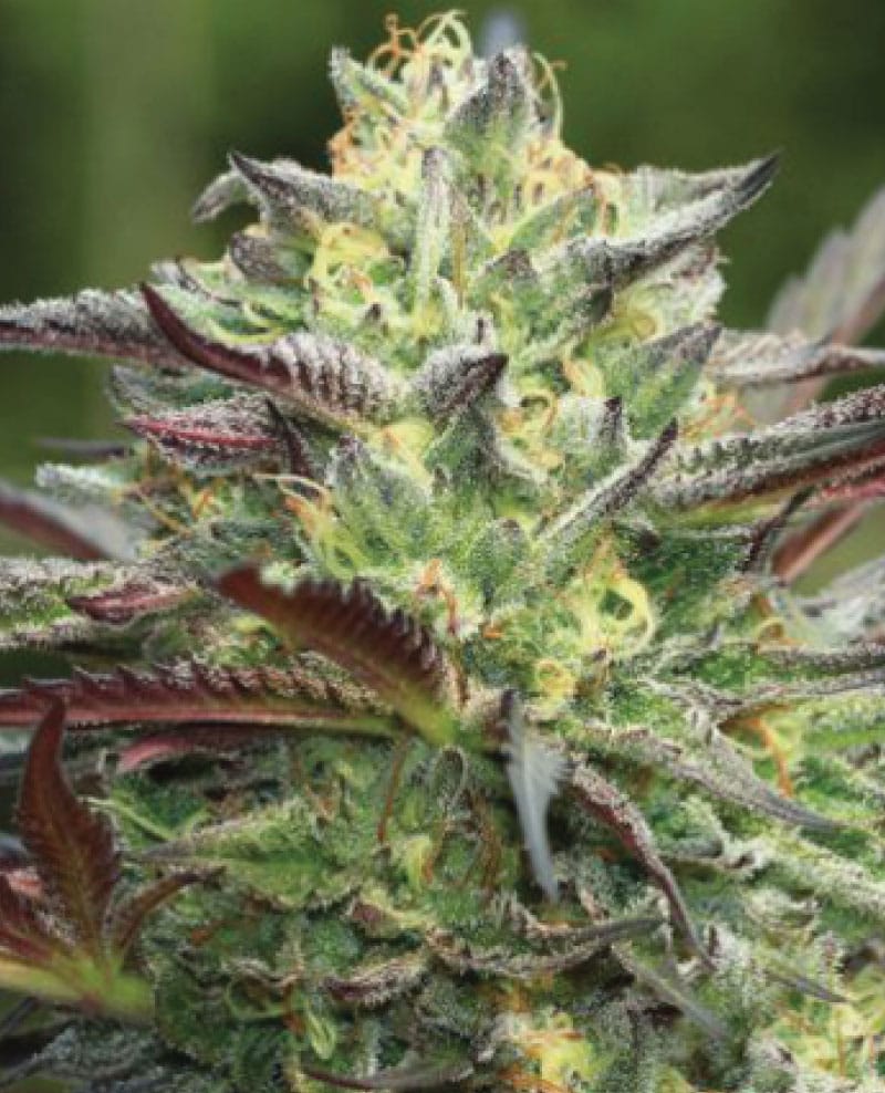 All Gas OG by Humboldt Seed Company – Female seeds – Indica-heavy – Suited for indoor growing – image 1 – Seed City