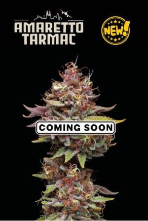 Image 1 of Amaretto Tarmac cannabis by Seed Stockers – Mostly Sativa – The End of September – Creative – Seed City