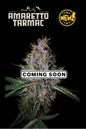 Amaretto Tarmac Auto by Seed Stockers – Indica Dominant – Suited for indoor growing – Berry – image 1 – Seed City