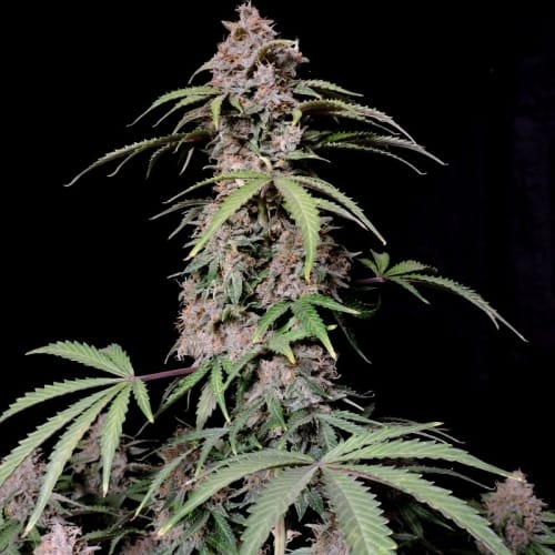 Amnesia Zkittlez Auto cannabis seeds – Good for outdoor grow – Large yield – Mango – image 2 from Seed City