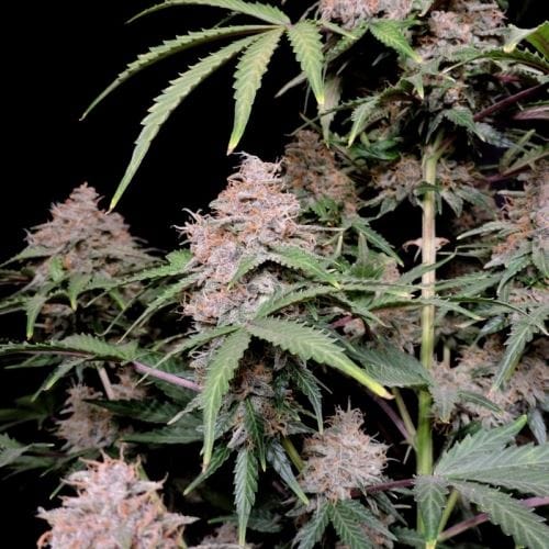 Amnesia Zkittlez Auto cannabis seeds – Auto-Flowering – Guaranteed female plants – Large yield – image 3 from Seed City