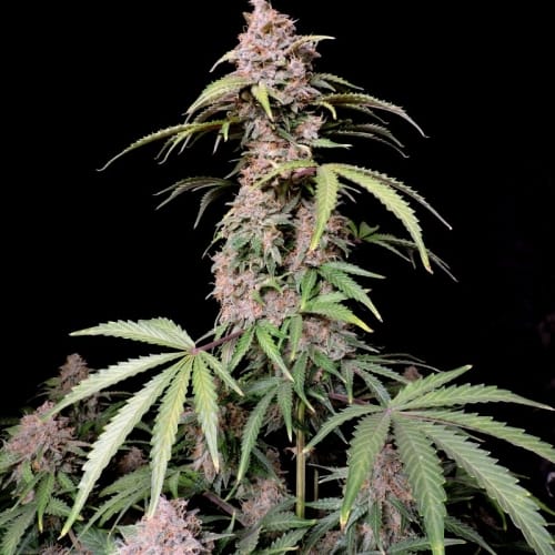 Amnesia Zkittlez Auto from FastBuds