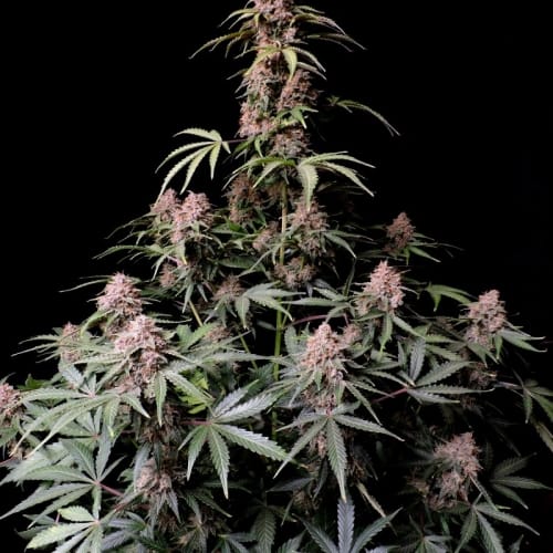 showing Super Strength – Good for outdoor grow – Psychedelic – image 4 – Seed City