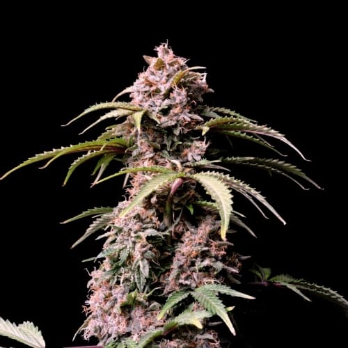 Amnesia Zkittlez Auto by FastBuds – Auto-Flowering – Mango – Large yield – image 5 – Seed City