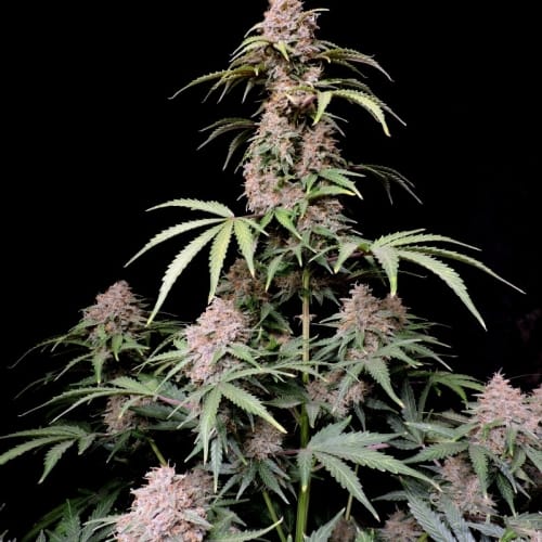 Amnesia Zkittlez Auto cannabis seeds – Mango – Guaranteed female plants – Large yield – image 6 from Seed City