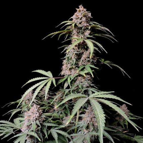 Image 7 of Amnesia Zkittlez Auto cannabis by FastBuds – Sativa-leaning – Large yield – Super Strength – Seed City