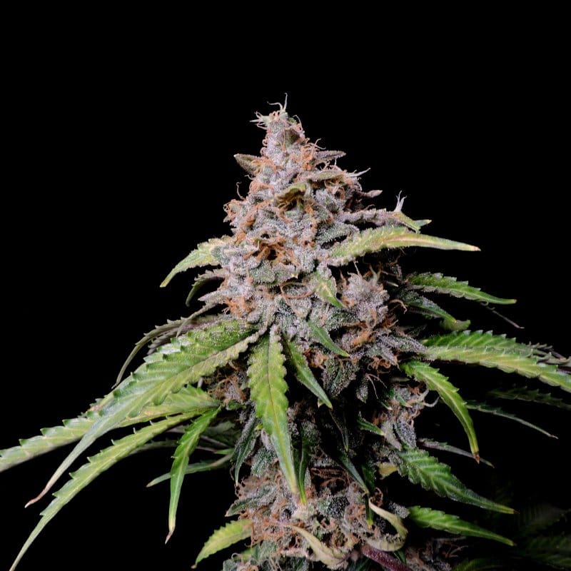 Amnesia Zkittlez Auto cannabis seeds – Psychedelic – Super Strength – Guaranteed female plants – image 1 from Seed City