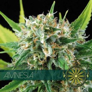 Amnesia by Vision Seeds – Feminized – Happy – Super Strength – image 1 – Seed City