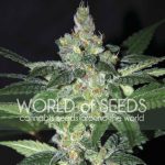 Image 1 of Amnesia cannabis by World of Seeds – Feminized – Beginning of October – Indoor – Seed City