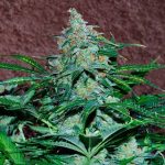 Amnesia Auto cannabis seeds – Auto-Flowering – Relaxing – Feminized – image 1 from Seed City