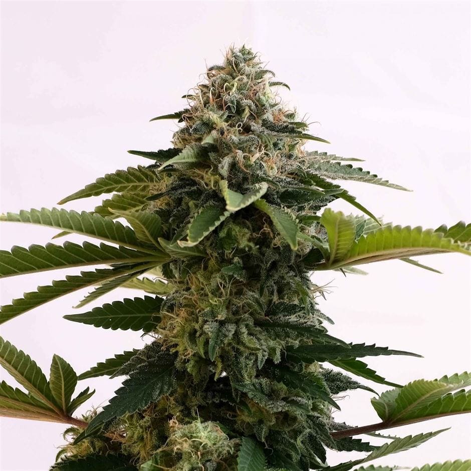 Amnesia Dream XL Auto Edition by Kannabia Seeds – Feminized – Short (up to 80cm) – Outdoor – image 1 – Seed City
