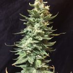 Image 1 of Amnesia Fast cannabis by Seedsman Seeds – Sativa-leaning – Fruity – Guaranteed female plants – Seed City