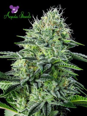 Auto Strawberry Banana from Anesia Seeds