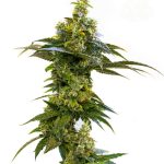 Amnesia Haze by Seed City Seeds – Motivational – Sweet – Mostly Sativa – image 1 – Seed City