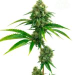 Image 1 of Amnesia Lemon cannabis by Seed City Seeds – 50% Indica/50% Sativa – Super Strength – Cerebral – Seed City