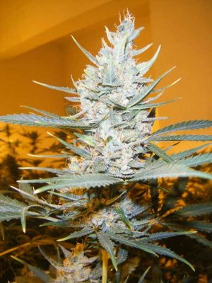 Amphetamine Auto cannabis seeds – Auto-Flowering – Guaranteed female plants – Indica Dominant – image 1 from Seed City