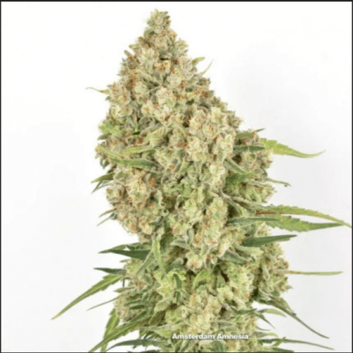 Amsterdam Amnesia cannabis seeds – 12/12 Photoperiod – Indoor – Citrus – image 2 from Seed City