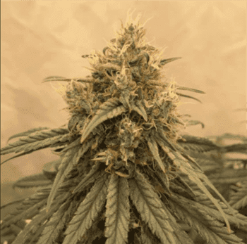 Resistant to Pests – Indoor – Citrus – Amsterdam Amnesia strain – image 3 – from Dutch Passion Seeds via Seed City