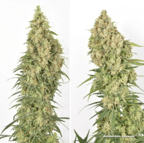 Amsterdam Amnesia cannabis seeds – Super Strength – 12/12 Photoperiod – Indoor – image 4 from Seed City