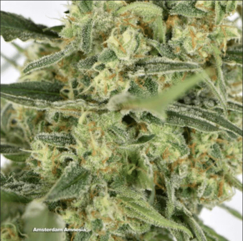 Image 5 of Amsterdam Amnesia cannabis by Dutch Passion Seeds – Indoor – Resistant to Pests – Citrus – Seed City