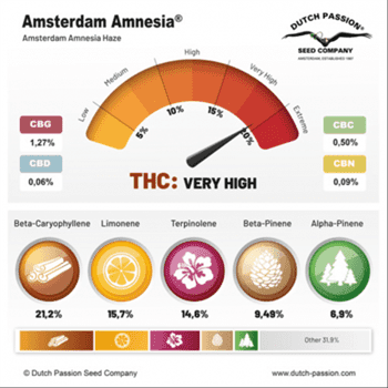 Amsterdam Amnesia by Dutch Passion Seeds – Citrus – Indoor – Excellent harvest potential – image 6 – Seed City