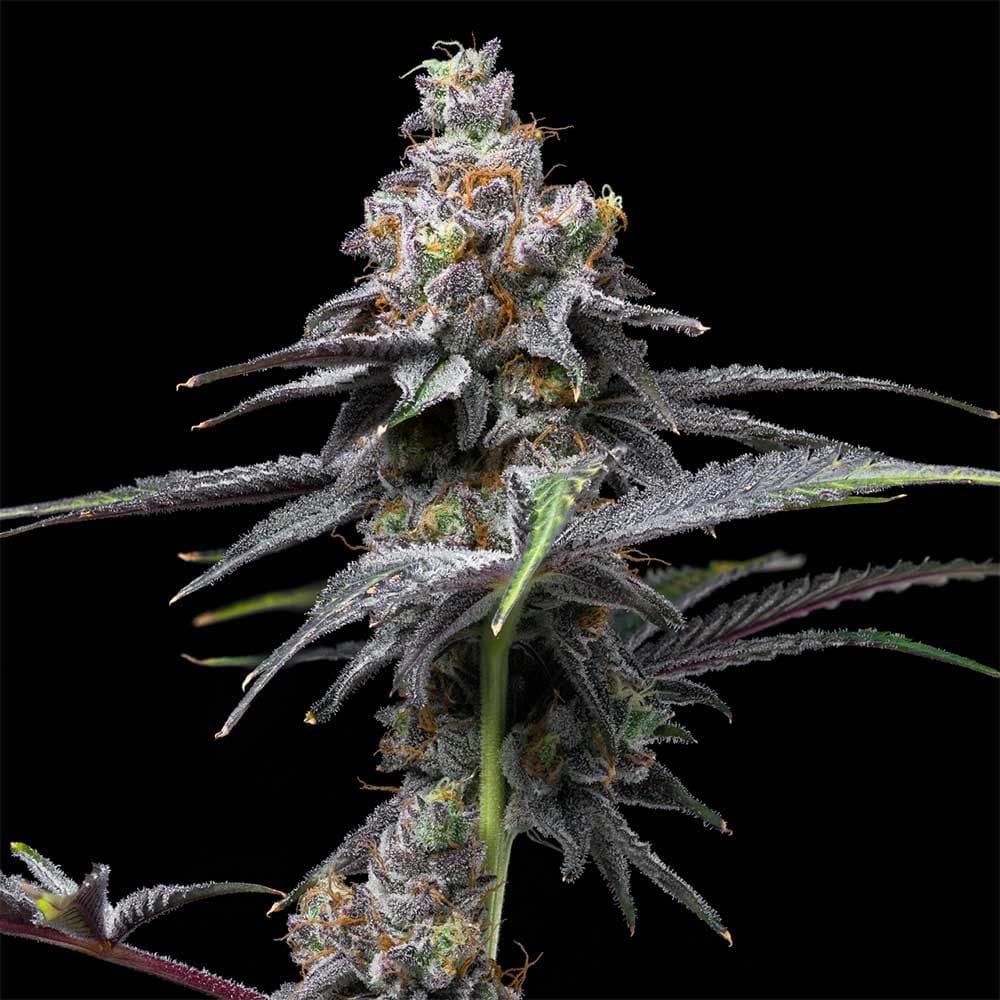 Animal Cake x Hollywood cannabis seeds – Feminized – Suited for indoor growing – Sweet – image 1 from Seed City
