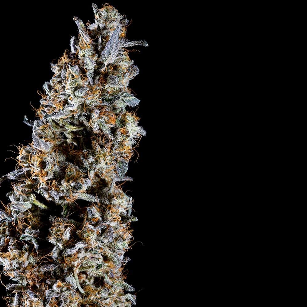 Animorph Mints by Compound Genetics – Giống cái – Hương vị hạt dẻ – 50% Indica/50% Sativa – hình ảnh 1 – Seed City