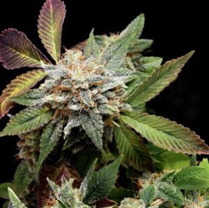 Anubis x Sunset Sherbet LIMITED EDITION Gold Line