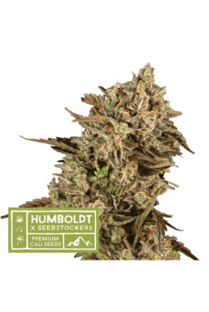 Apollo Black Cherry by Seed Stockers – Spicy – Guaranteed female plants – 12/12 Photoperiod – image 1 – Seed City