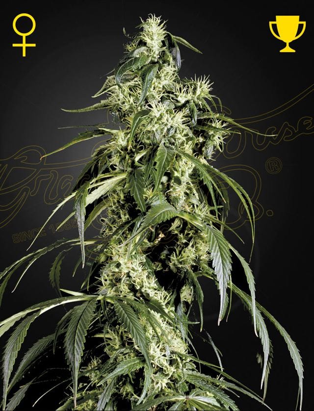 Arjan's Haze 1 cannabis seeds – 12/12 Photoperiod – Super Strength – Spicy – image 1 from Seed City