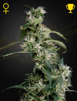 Arjan's Ultra Haze 2 cannabis seeds – Woodsy – Excellent harvest potential – Tall (140cm plus) – image 1 from Seed City