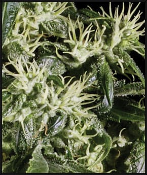 Arjan's Haze 1 cannabis seeds – Excellent harvest potential – Sativa Dominant – Super Strength – image 2 from Seed City