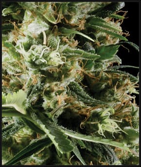 Arjan's Haze 2 by Green House Seeds – 12/12 Photoperiod – Indoor – Sativa Dominant – image 2 – Seed City