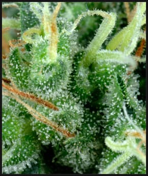 Arjan's Strawberry Haze cannabis – image 2 – Seed City