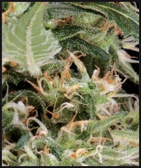 Arjan's Ultra Haze 1 cannabis seeds – Feminized – Beginning of November – Psychedelic – image 2 from Seed City