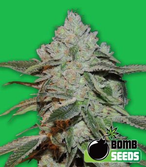 Atomic Bomb cannabis seeds – The End of October – Large yield – Feminized – image 1 from Seed City