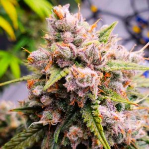 Aurora Indica Autoflower