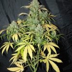 Sativa Dominant – Cerebral – Auto-Flowering – Auto Amnesia strain – image 5 – from Seedsman Seeds via Seed City