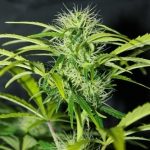 showing Guaranteed female plants – Auto-Flowering – Greenhouse – image 4 – Seed City