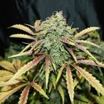 Auto Amnesia from Seedsman Seeds