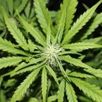 Image 3 of Auto Amnesia cannabis by Seedsman Seeds – Greenhouse – Super Strength – Cerebral – Seed City