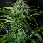 Auto Amnesia from Seedsman Seeds