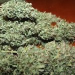 showing Cerebral – Auto-Flowering – Greenhouse – image 2 – Seed City