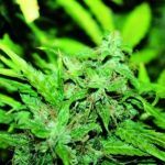 showing Super Strength – Guaranteed female plants – Cerebral – image 6 – Seed City