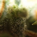 Auto Amnesia cannabis seeds – Auto-Flowering – Earthy – Guaranteed female plants – image 7 from Seed City