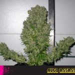 showing Short (up to 80cm) – Outdoor – Auto-Flowering – image 1 – Seed City