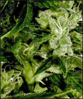 showing Indica-heavy – Large yield – Outdoor – image 1 – Seed City