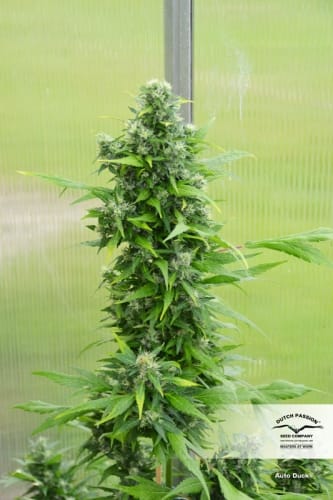 Auto Duck from Dutch Passion Seeds