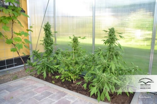 showing Indoor-friendly – Auto-Flowering – Feminized – image 2 – Seed City