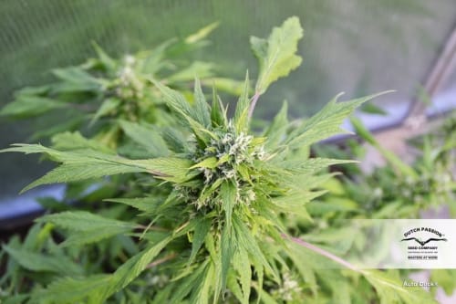 Indoor-friendly – Feminized – Auto-Flowering – Auto Duck strain – image 3 – from Dutch Passion Seeds via Seed City